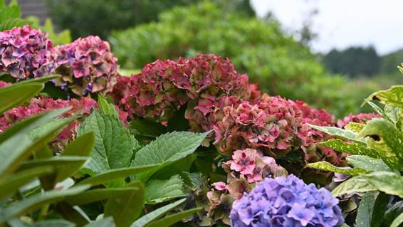 花が咲いている植物
AI 生成コンテンツは誤りを含む可能性があります。