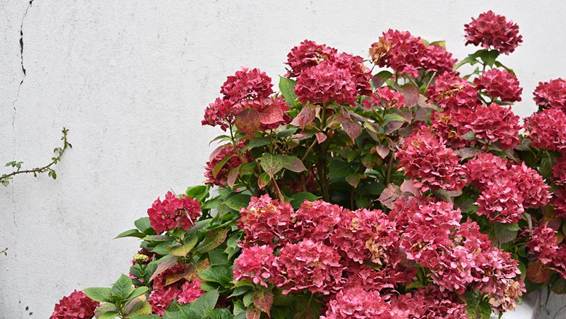 ピンクの花が咲いている
AI 生成コンテンツは誤りを含む可能性があります。