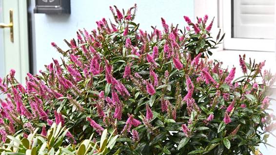 ピンクの花が咲いている
AI 生成コンテンツは誤りを含む可能性があります。