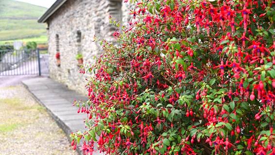 ピンクの花が咲いている庭
AI 生成コンテンツは誤りを含む可能性があります。