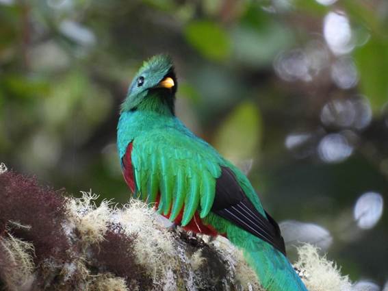 カラフルな鳥
AI 生成コンテンツは誤りを含む可能性があります。