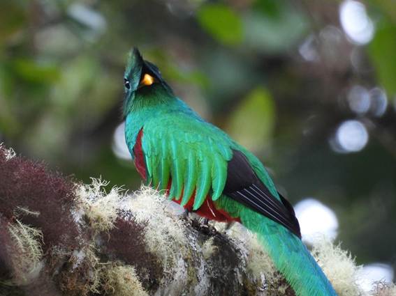 カラフルな鳥
AI 生成コンテンツは誤りを含む可能性があります。