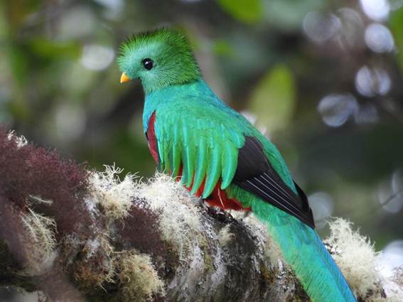 カラフルな鳥
AI 生成コンテンツは誤りを含む可能性があります。