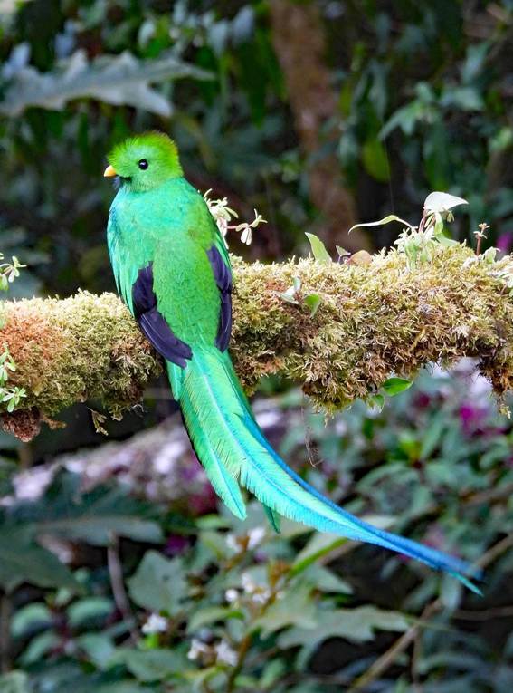 緑の鳥
AI 生成コンテンツは誤りを含む可能性があります。