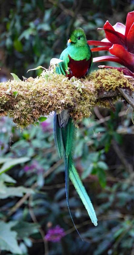 花にとまっている鳥
AI 生成コンテンツは誤りを含む可能性があります。