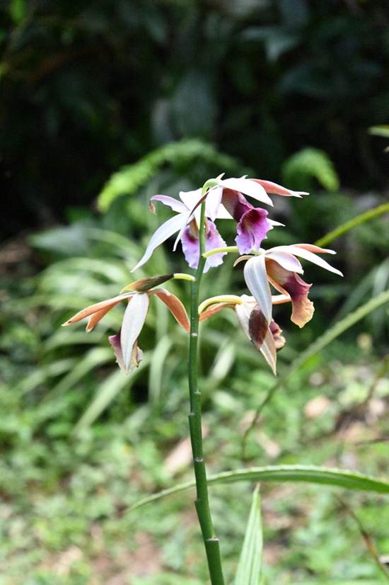 花が咲いている植物
AI 生成コンテンツは誤りを含む可能性があります。
