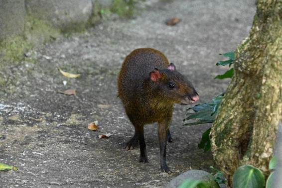 岩の上にいる動物
AI 生成コンテンツは誤りを含む可能性があります。