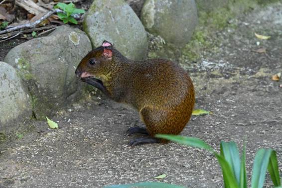 岩の上にいるリス
AI 生成コンテンツは誤りを含む可能性があります。