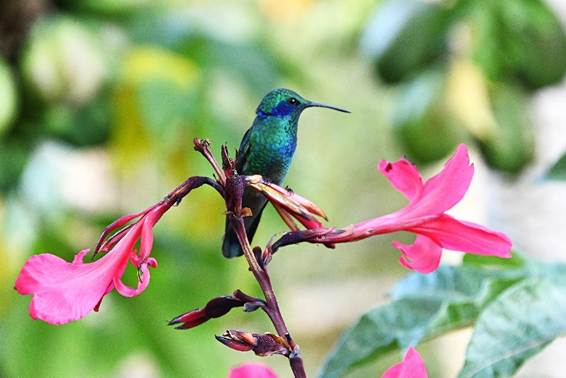 木の枝に止まっている鳥
AI 生成コンテンツは誤りを含む可能性があります。