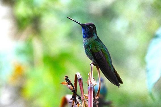 木の枝に止まっている鳥
AI 生成コンテンツは誤りを含む可能性があります。