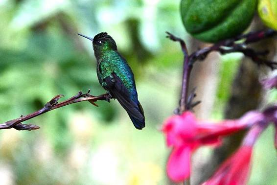 木の枝に止まっている鳥
AI 生成コンテンツは誤りを含む可能性があります。