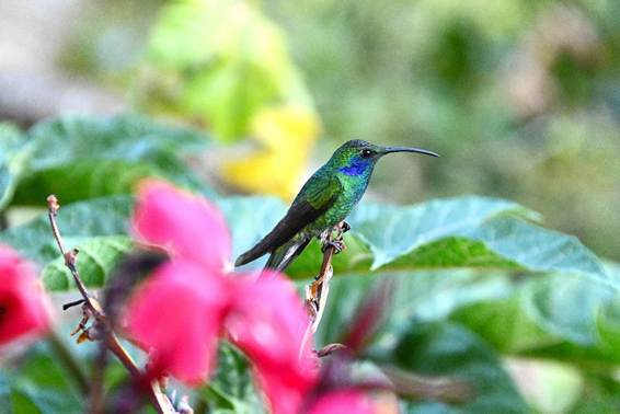 木の枝に止まっている鳥
AI 生成コンテンツは誤りを含む可能性があります。