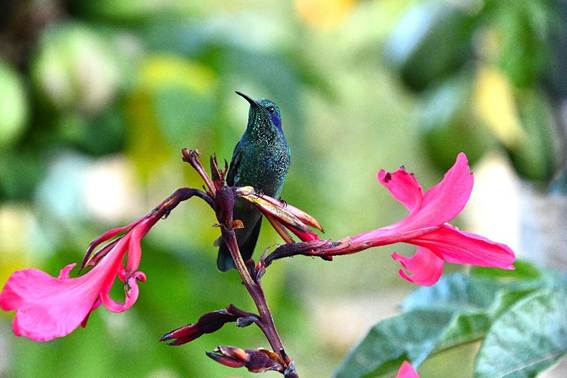 花が咲いた枝
AI 生成コンテンツは誤りを含む可能性があります。