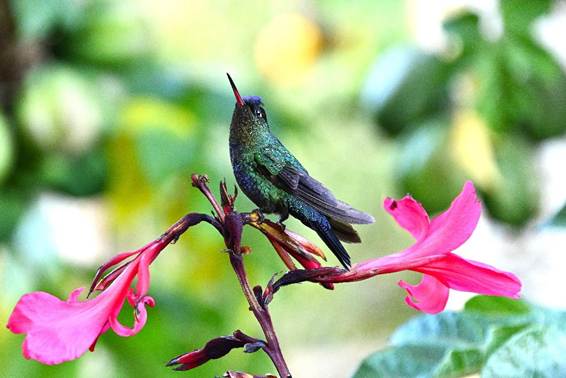 花に止まる鳥
AI 生成コンテンツは誤りを含む可能性があります。