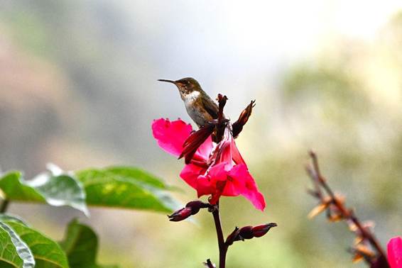 花が咲いている木の枝に止まっている鳥

AI 生成コンテンツは誤りを含む可能性があります。