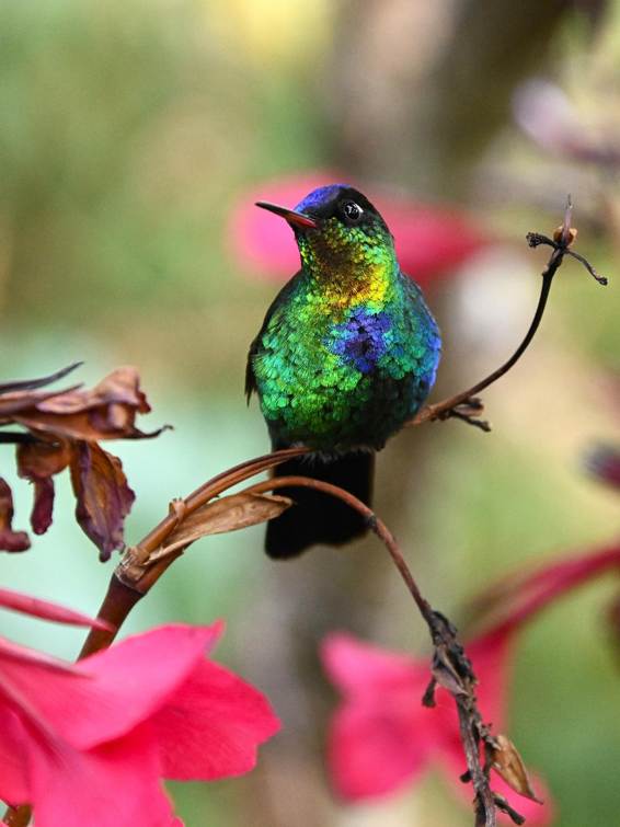 木の枝に止まっている鳥
AI 生成コンテンツは誤りを含む可能性があります。