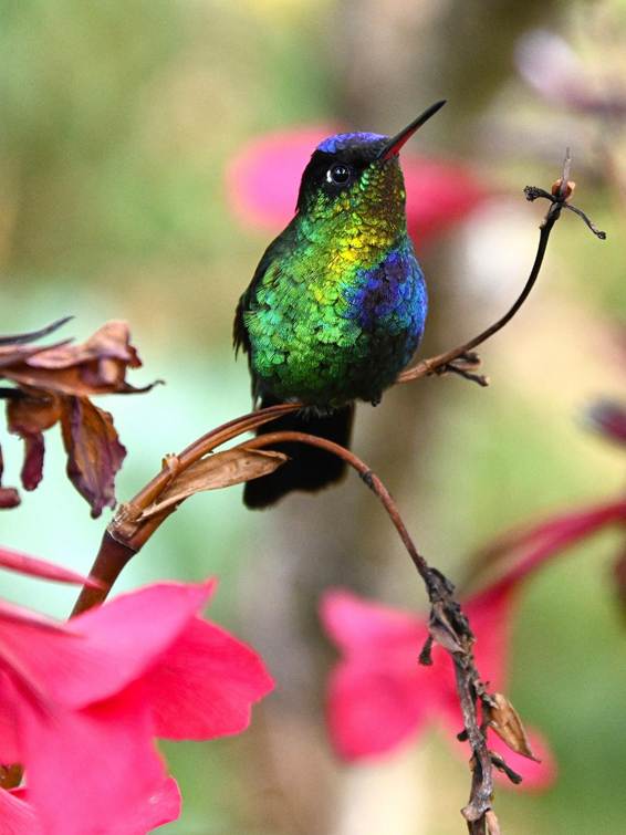 花の蜜を吸っている鳥
AI 生成コンテンツは誤りを含む可能性があります。