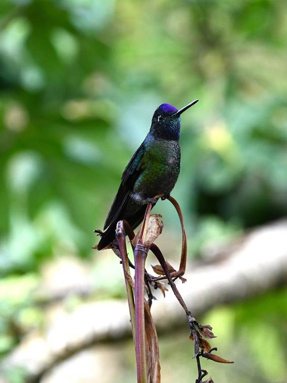 木の枝に止まっている鳥
AI 生成コンテンツは誤りを含む可能性があります。