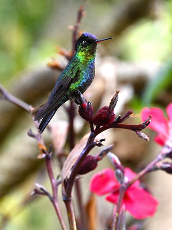 花に止まる鳥
AI 生成コンテンツは誤りを含む可能性があります。