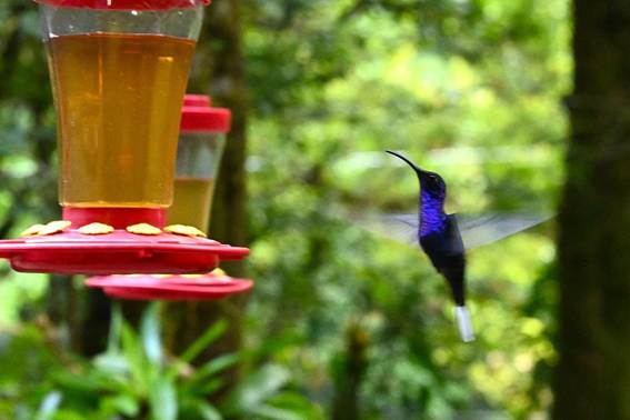 木のテーブルの上の鳥
AI 生成コンテンツは誤りを含む可能性があります。