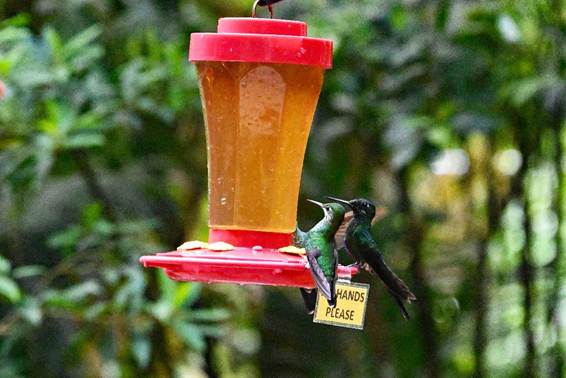 木の枝に止まっている鳥
AI 生成コンテンツは誤りを含む可能性があります。