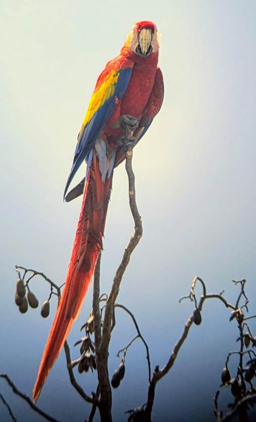 カラフルな鳥
AI 生成コンテンツは誤りを含む可能性があります。