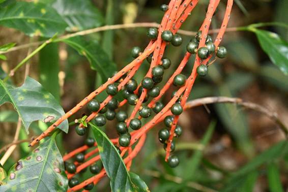 木の枝で植えている植物
AI 生成コンテンツは誤りを含む可能性があります。