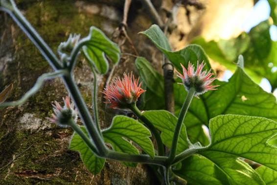 花が咲いている植物
AI 生成コンテンツは誤りを含む可能性があります。