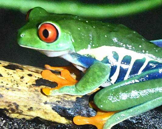 カエルの顔の絵
AI 生成コンテンツは誤りを含む可能性があります。