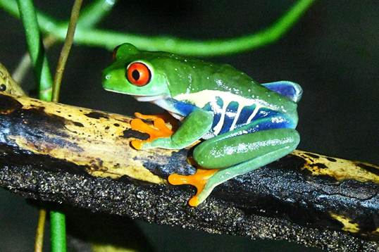 緑のカエル
AI 生成コンテンツは誤りを含む可能性があります。