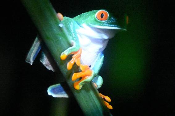 カエルのcg
AI 生成コンテンツは誤りを含む可能性があります。