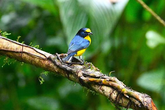 木の枝に止まっている鳥
AI 生成コンテンツは誤りを含む可能性があります。