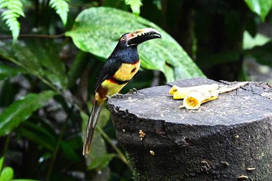 木の枝に止まっている鳥のアップ
AI 生成コンテンツは誤りを含む可能性があります。