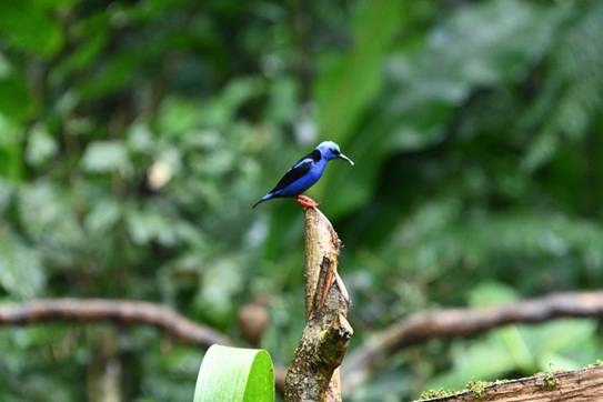 木の枝に止まっている鳥
AI 生成コンテンツは誤りを含む可能性があります。