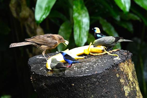 木の枝に座っている鳥
AI 生成コンテンツは誤りを含む可能性があります。