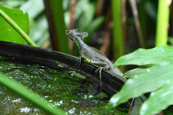 草の上にいるトカゲ
AI 生成コンテンツは誤りを含む可能性があります。