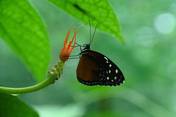 花が咲いている植物
AI 生成コンテンツは誤りを含む可能性があります。
