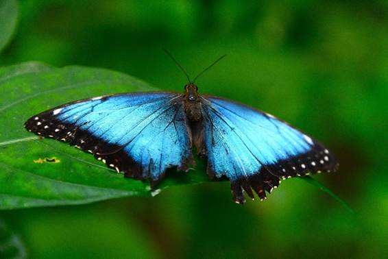 木の枝にとまっている昆虫
AI 生成コンテンツは誤りを含む可能性があります。
