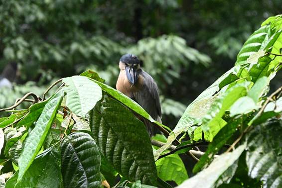 木の枝に止まっている鳥
AI 生成コンテンツは誤りを含む可能性があります。
