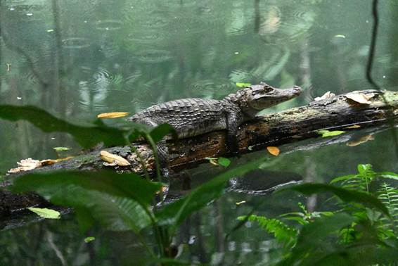 鳥, 水, 屋外, 動物 が含まれている画像
AI 生成コンテンツは誤りを含む可能性があります。