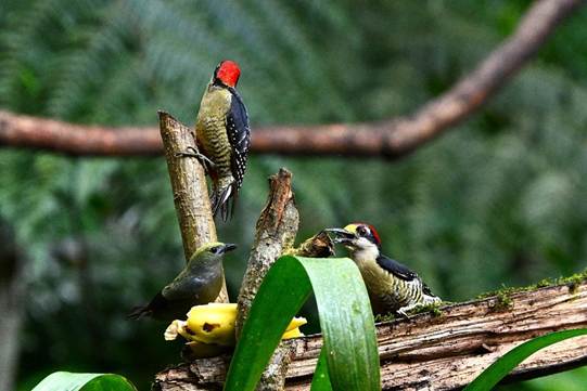 木の枝に止まっている鳥
AI 生成コンテンツは誤りを含む可能性があります。