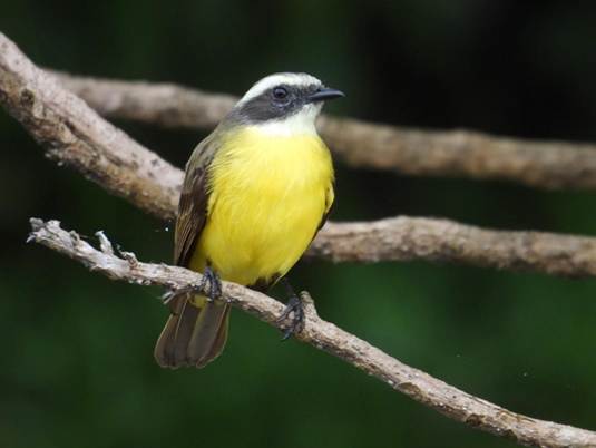 木の枝に止まっている鳥
AI 生成コンテンツは誤りを含む可能性があります。