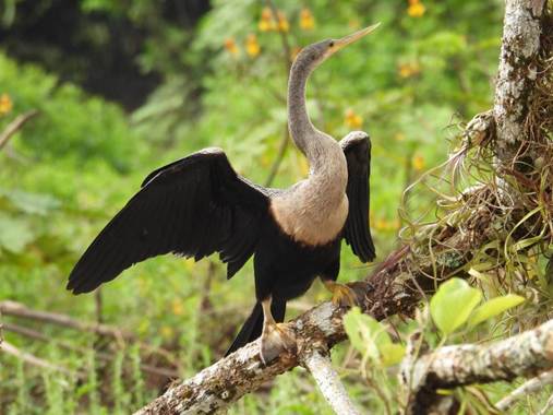 森の中にいる鳥
AI 生成コンテンツは誤りを含む可能性があります。