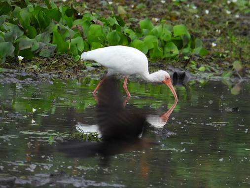 水の中にいる水鳥
AI 生成コンテンツは誤りを含む可能性があります。