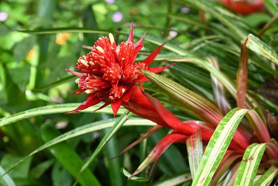 花が咲いている植物
AI 生成コンテンツは誤りを含む可能性があります。