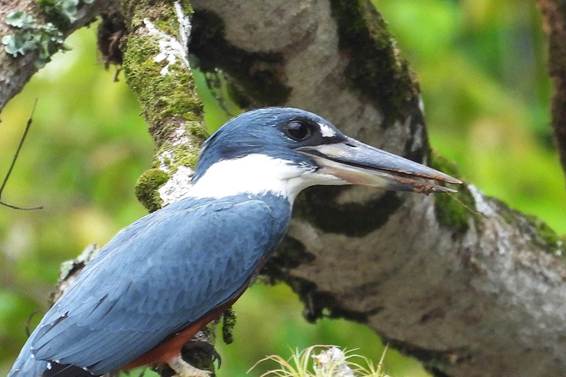 木の枝に止まっている鳥
AI 生成コンテンツは誤りを含む可能性があります。
