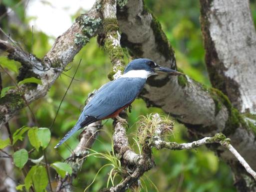 木の枝に止まっている鳥
AI 生成コンテンツは誤りを含む可能性があります。