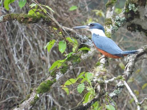 木の枝に止まっている鳥
AI 生成コンテンツは誤りを含む可能性があります。