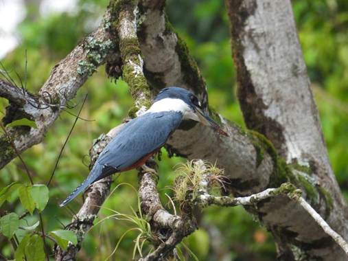 木の枝に止まっている鳥
AI 生成コンテンツは誤りを含む可能性があります。