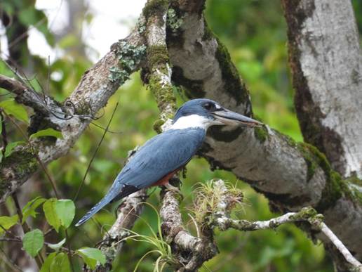 木の枝に止まっている鳥
AI 生成コンテンツは誤りを含む可能性があります。